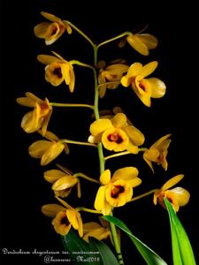 Dendrobium chrysotoxum var. suavissimum