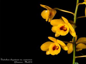 Dendrobium chrysotoxum var. suavissimum