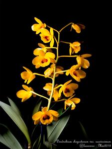 Dendrobium chrysotoxum var. suavissimum