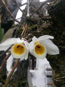 Dendrobium bensoniae
