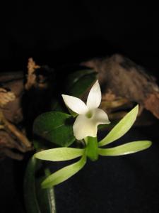 Ambrella longituba