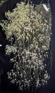 Dendrobium teretifolium