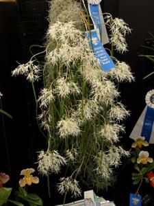 Dendrobium teretifolium