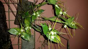 Dendrobium tetragonum subsp. tetragonum