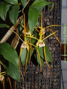 Dendrobium tetragonum var. melaleucaphilum