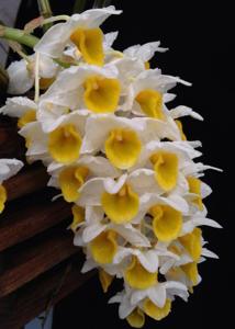 Dendrobium thyrsiflorum