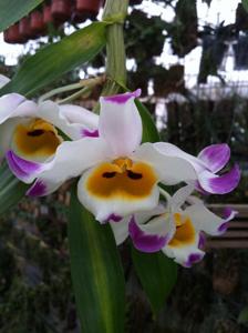 Dendrobium wardianum