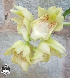 Catasetum vinaceum