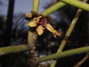 Luisia zollingeri