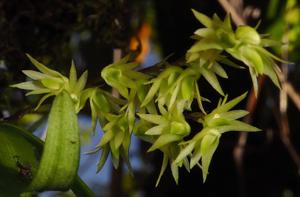 Dendrobium perpaulum