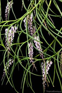 Schoenorchis juncifolia