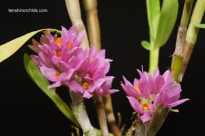 Dendrobium bracteosum