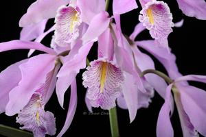 Cattleya maxima