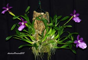 Miltonia moreliana