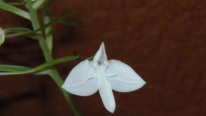 Habenaria lindleyana