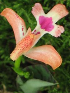 Cynorkis gibbosa