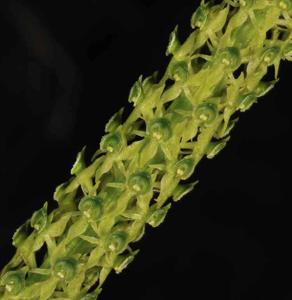 Dienia cylindrostachya