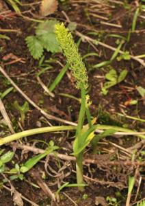 Dienia cylindrostachya