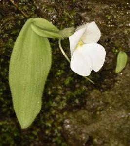 Diplomeris hirsuta