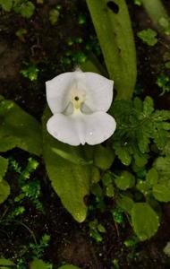 Diplomeris hirsuta