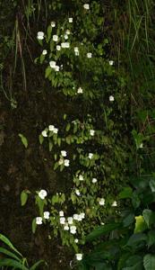 Diplomeris hirsuta