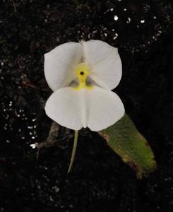 Diplomeris hirsuta