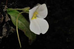 Diplomeris hirsuta