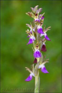 Anacamptis collina
