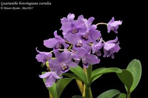 Guarianthe bowringiana