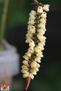Coelogyne imbricata