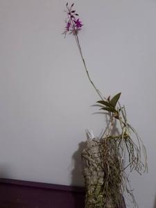 Barkeria scandens