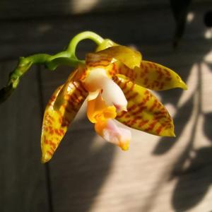 Phalaenopsis fasciata