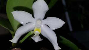 Phalaenopsis pulchra f. alba