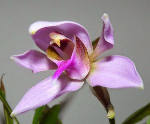 Ancistrochilus rothschildianus