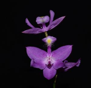 Calopogon tuberosus
