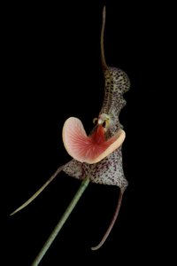 Dracula chestertonii