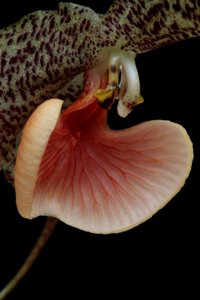 Dracula chestertonii