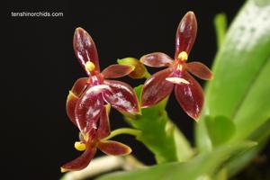 Phalaenopsis cornu-cervi f. chattaladae