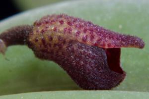 Dresslerella pertusa