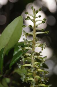 Cranichis antioquiensis