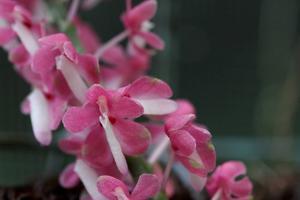 Dyakia hendersoniana