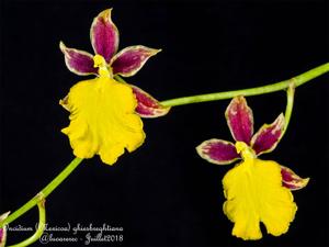 Oncidium ghiesbreghtianum