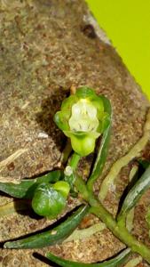 Gastrochilus formosanus