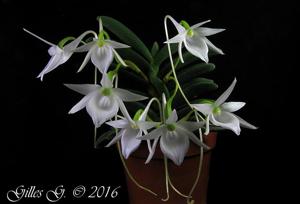 Angraecum aloifolium