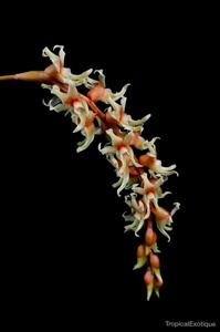 Coelogyne cootesii