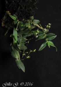 Angraecum appendiculoides