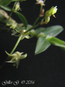 Angraecum appendiculoides