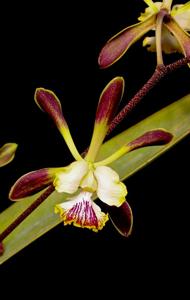 Encyclia alata