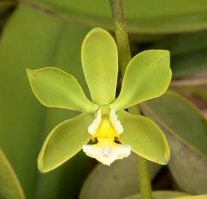 Encyclia alboxanthina