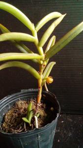 Adenoncos parviflora